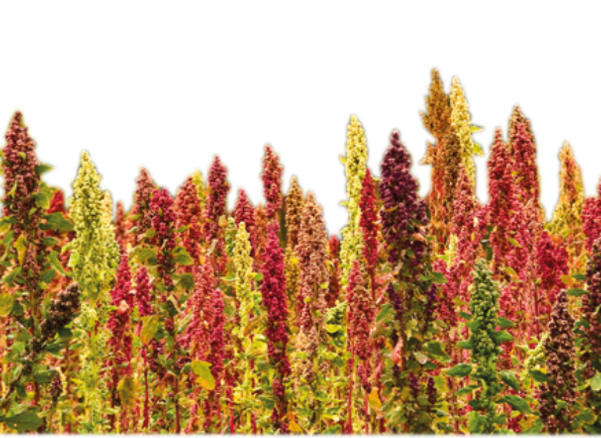 Quinoa_Pflanzen